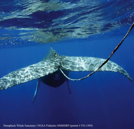Maui Ocean Center's 19th Anniversary • Thursday and Sunday